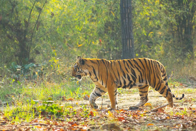 Dandeli Tiger Reserve